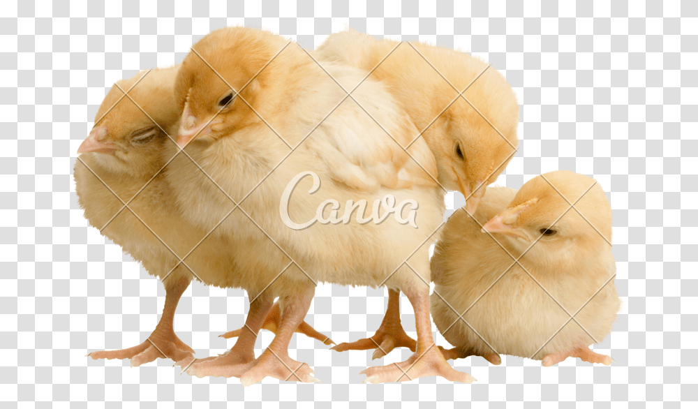 Chicken, Poultry, Fowl, Bird, Animal Transparent Png