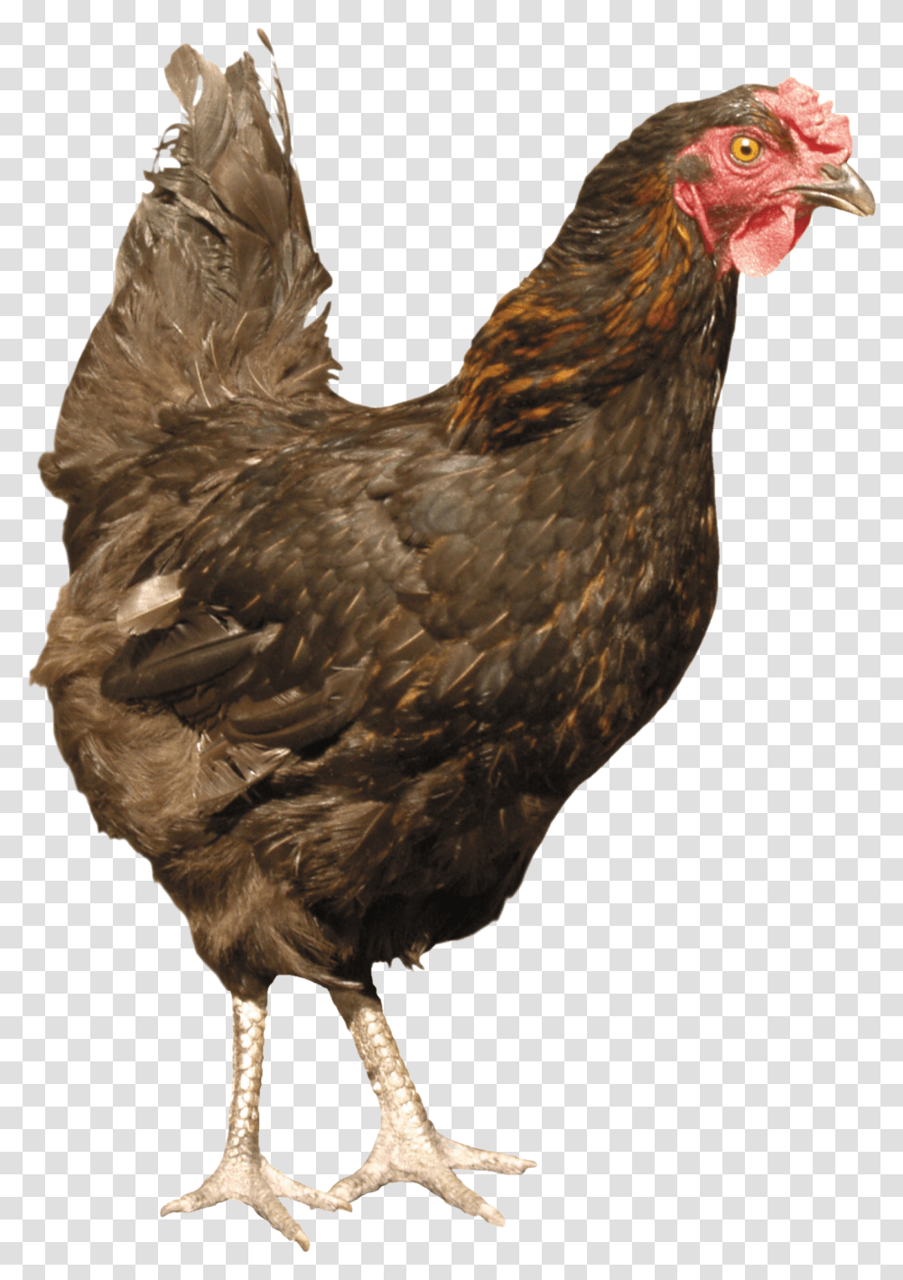 Chicken, Poultry, Fowl, Bird, Animal Transparent Png