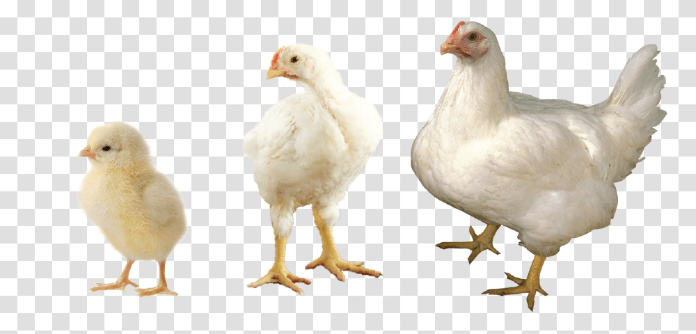 Chicken, Poultry, Fowl, Bird, Animal Transparent Png