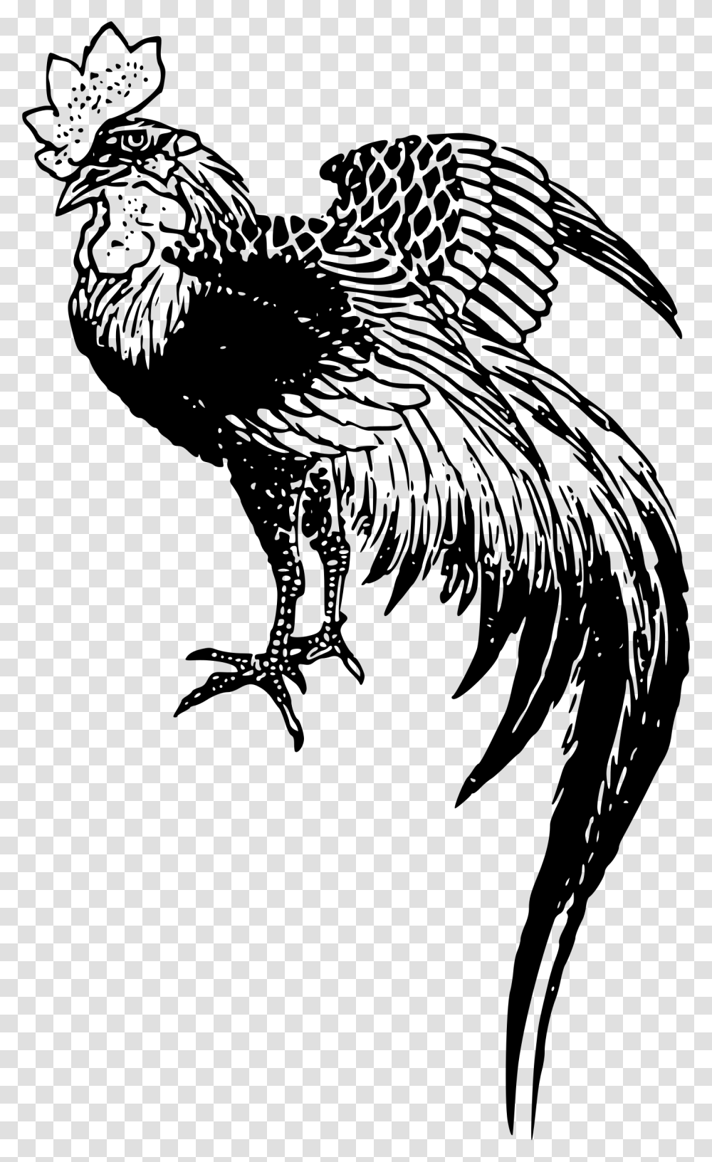Chicken Rooster Drawing Mean Rooster Drawing, Gray, World Of Warcraft Transparent Png