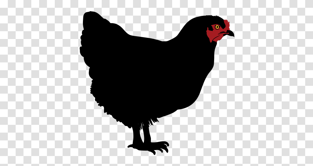 Chicken Silhouette, Bird, Animal, Mammal, People Transparent Png