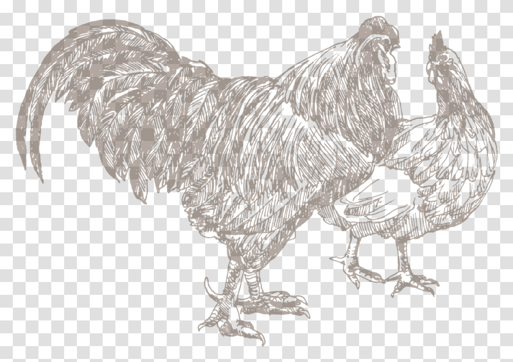 Chicken Sketch, Animal, Bird, Poultry, Fowl Transparent Png