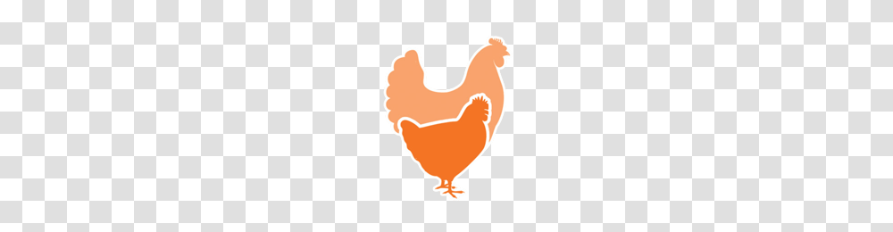 Chicken Standards Application Global Animal Partnership, Bird, Cupid, Poultry, Fowl Transparent Png