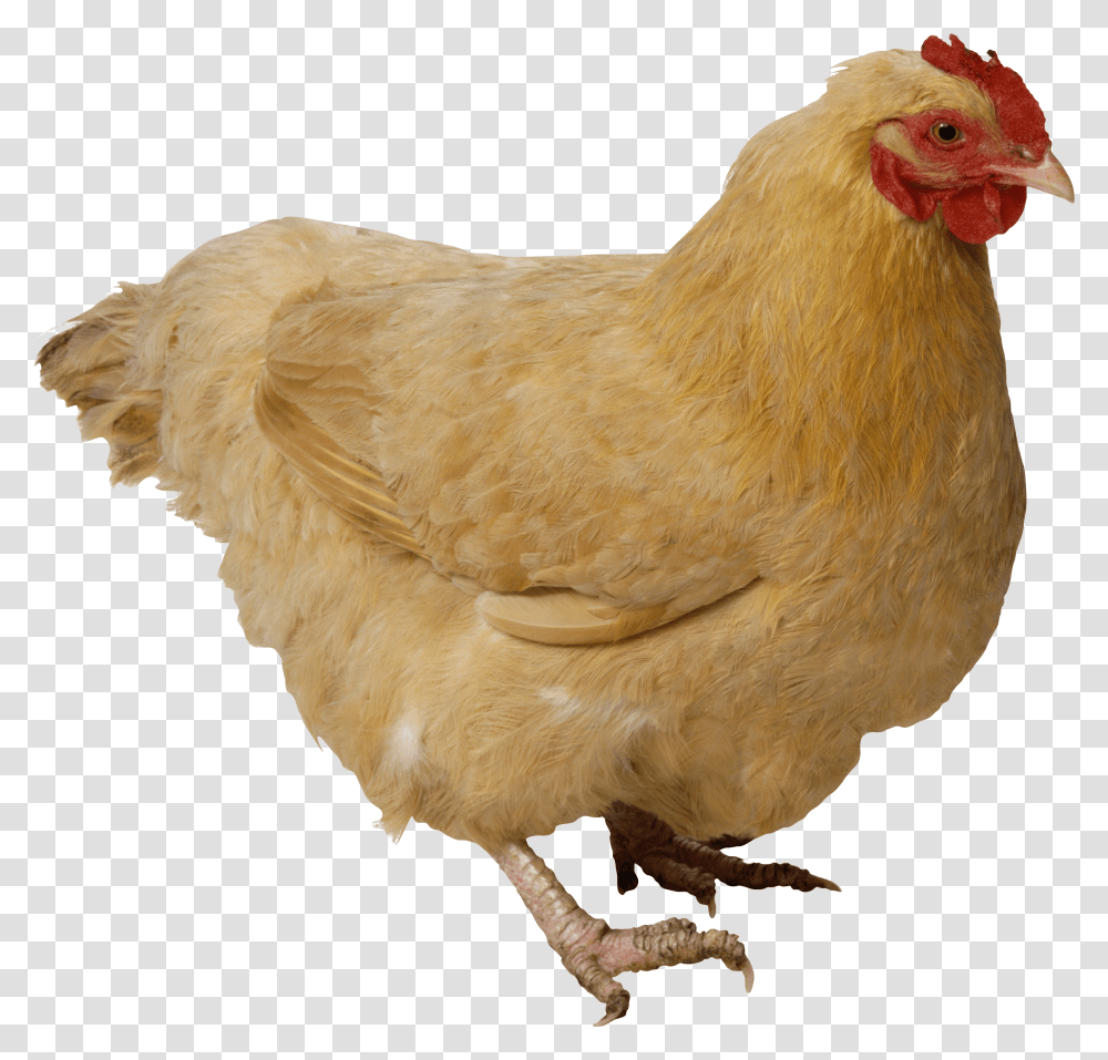Chicken Transparent Png