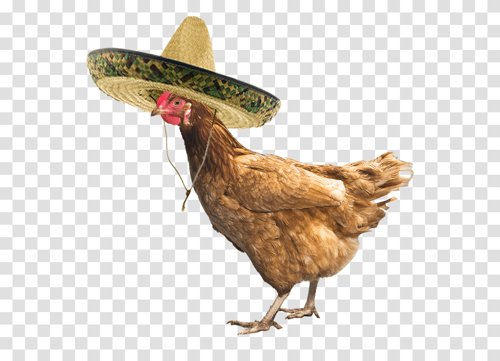 Chicken With A Hat, Poultry, Fowl, Bird, Animal Transparent Png
