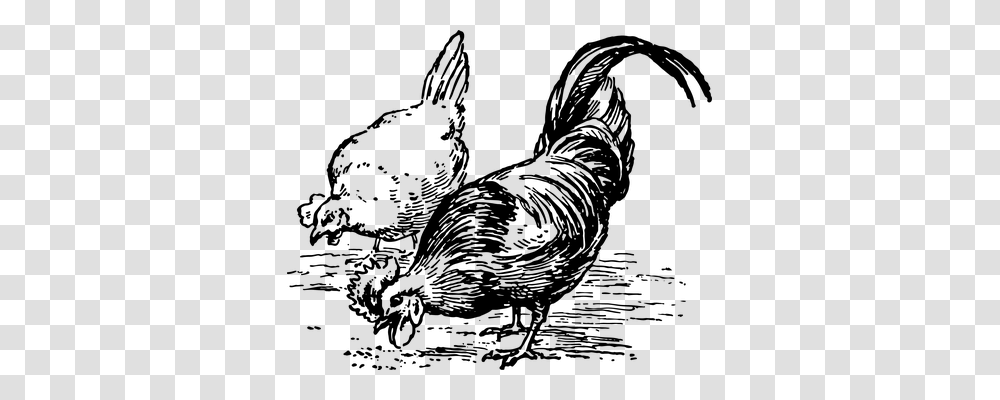 Chickens Nature, Gray, World Of Warcraft Transparent Png