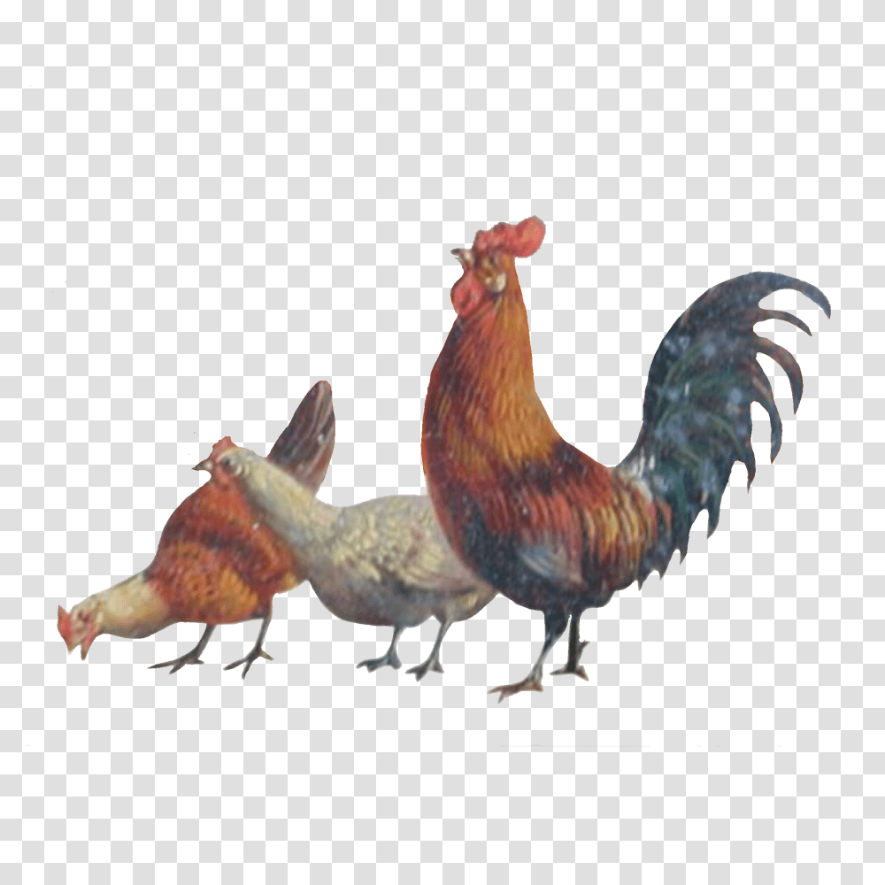 Chickens Animals Farm Freetoedit, Bird, Poultry, Fowl, Rooster Transparent Png