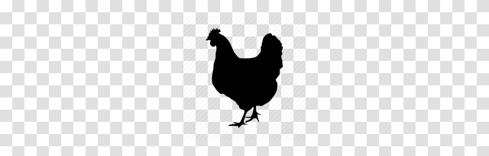 Chickens Gifs Clipart, Animal, Bird, Fowl, Poultry Transparent Png