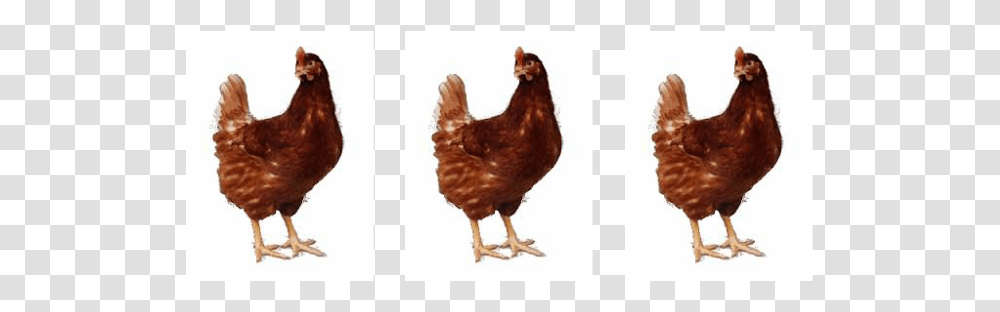 Chickenspulletshens, Poultry, Fowl, Bird, Animal Transparent Png