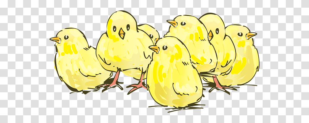 Chicks Animals, Poultry, Fowl, Bird Transparent Png