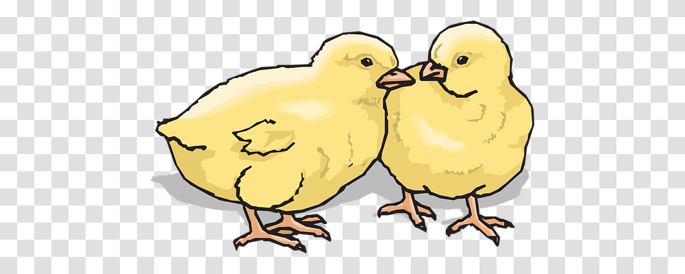 Chicks Animals, Bird, Fowl, Poultry Transparent Png