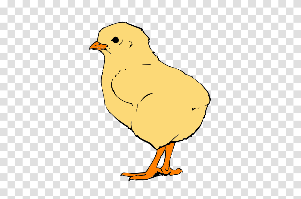 Chicks Closeup, Hen, Chicken, Poultry, Fowl Transparent Png