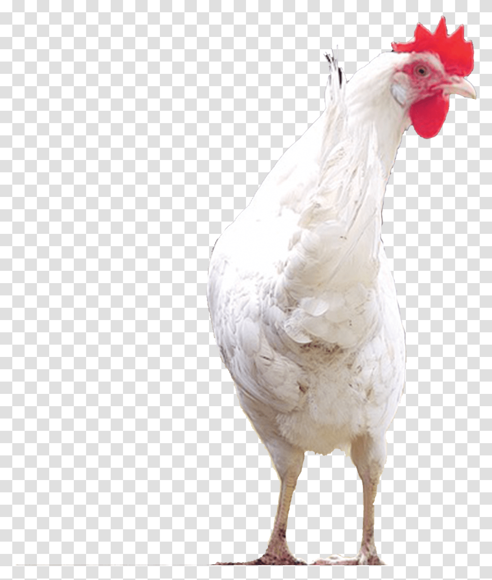 Chicks, Fowl, Bird, Animal, Poultry Transparent Png