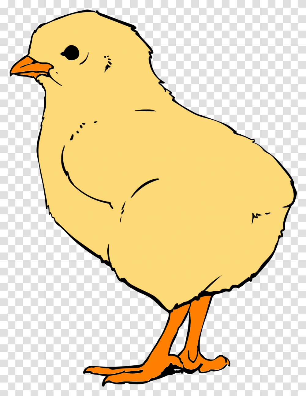 Chicks, Hen, Chicken, Poultry, Fowl Transparent Png