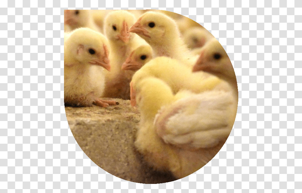 Chicks In Barn Chicken, Bird, Animal, Poultry, Fowl Transparent Png