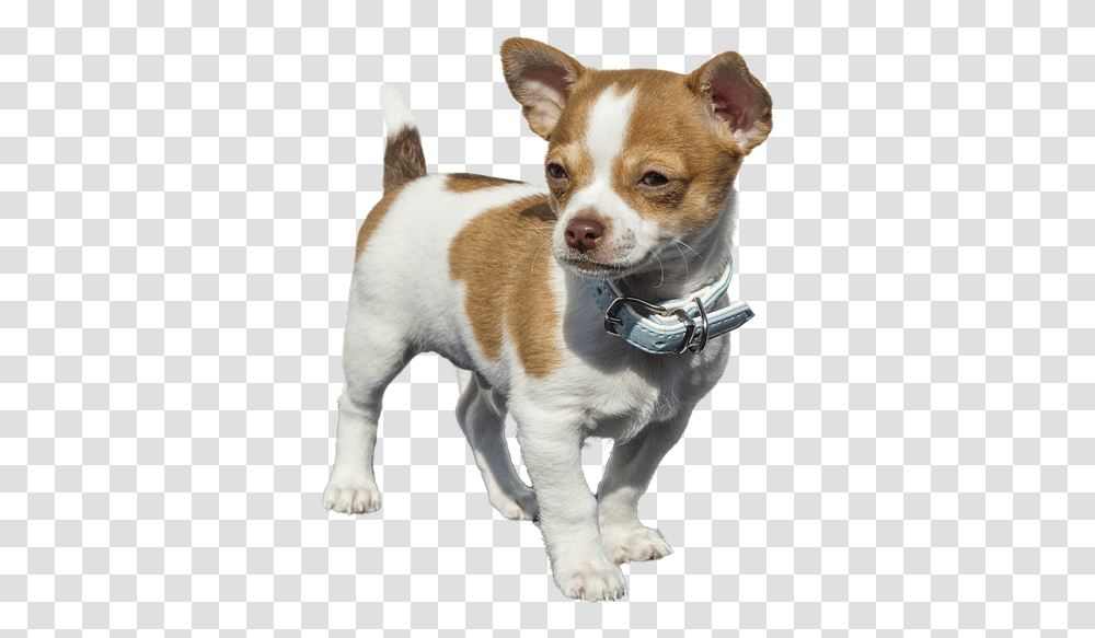 Chiguagua Mexicano, Dog, Pet, Canine, Animal Transparent Png