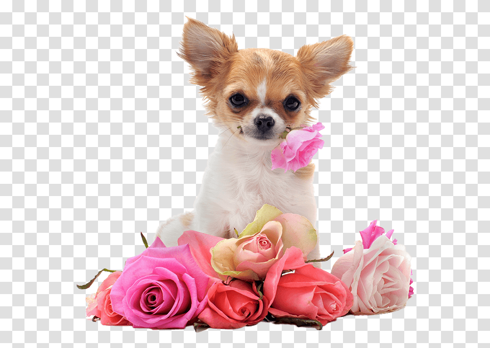 Chihuahua Backgrounds, Puppy, Dog, Pet, Canine Transparent Png
