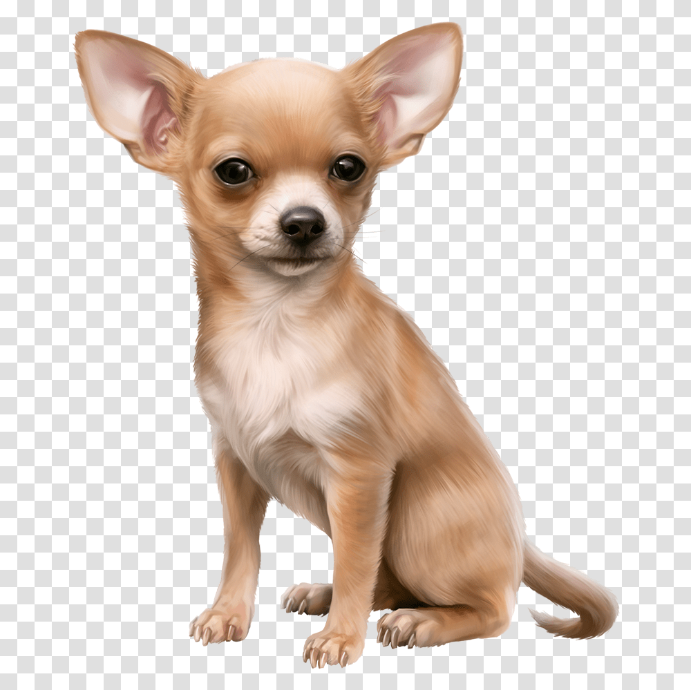 Chihuahua Clipart Cute Chihuahua Chihuahua Clipart, Dog, Pet, Canine, Animal Transparent Png