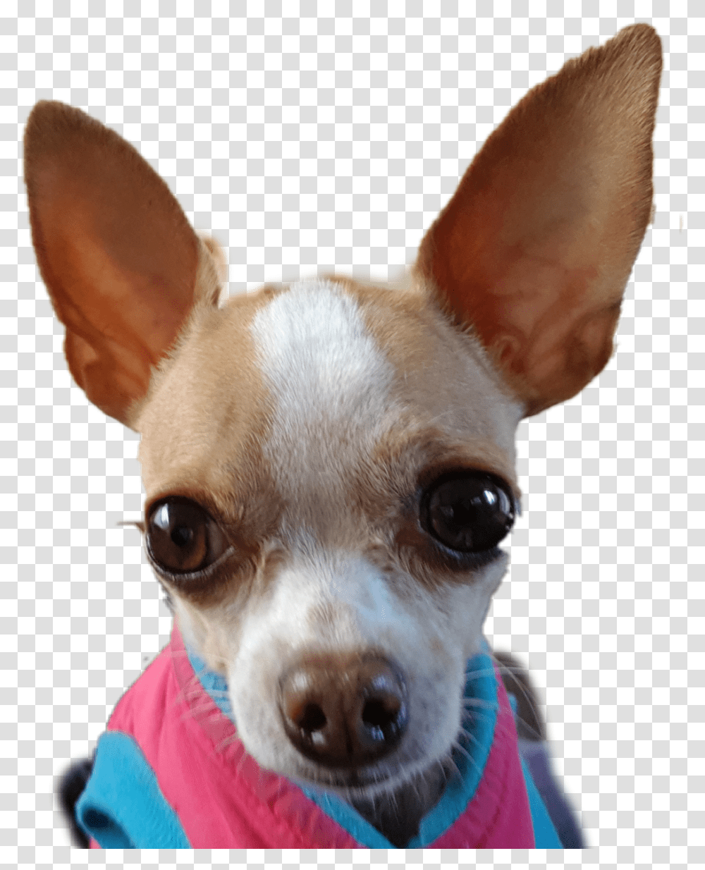Chihuahua, Dog, Pet, Canine, Animal Transparent Png