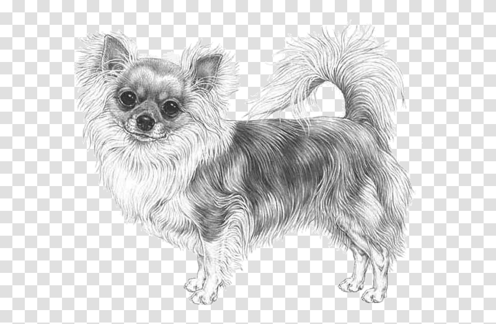 Chihuahua, Dog, Pet, Canine, Animal Transparent Png