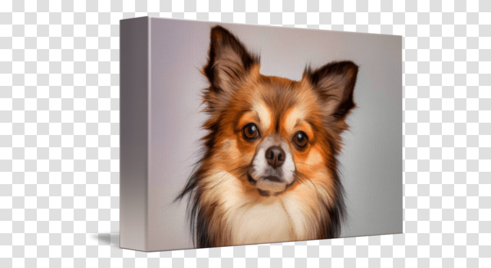 Chihuahua Dog Portrait By Vincent Monozlay Beagle Long Hair Chihuahua Mix, Pet, Canine, Animal, Mammal Transparent Png