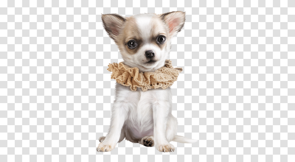 Chihuahua Dog, Puppy, Pet, Canine, Animal Transparent Png