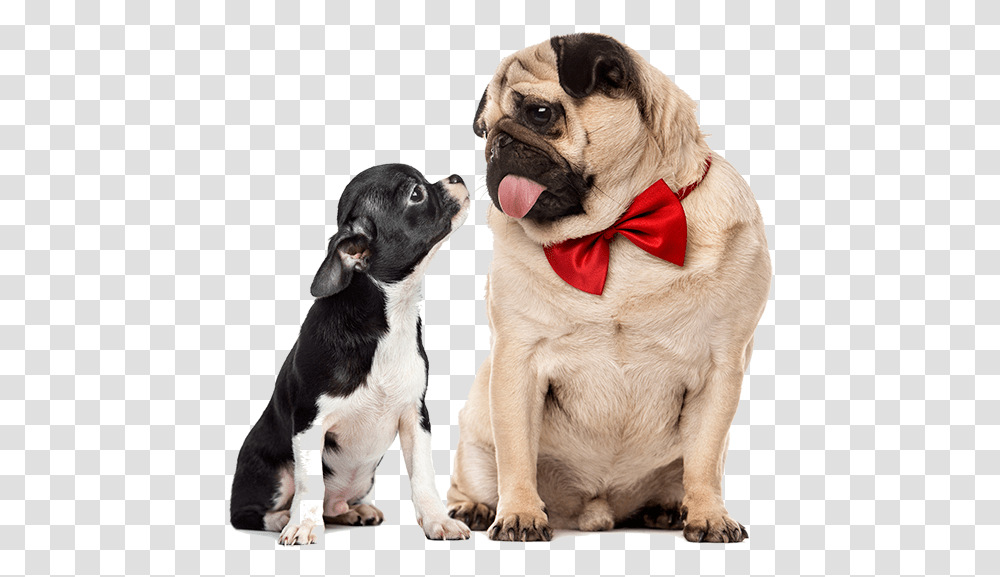 Chihuahua E Carlino, Dog, Pet, Canine, Animal Transparent Png