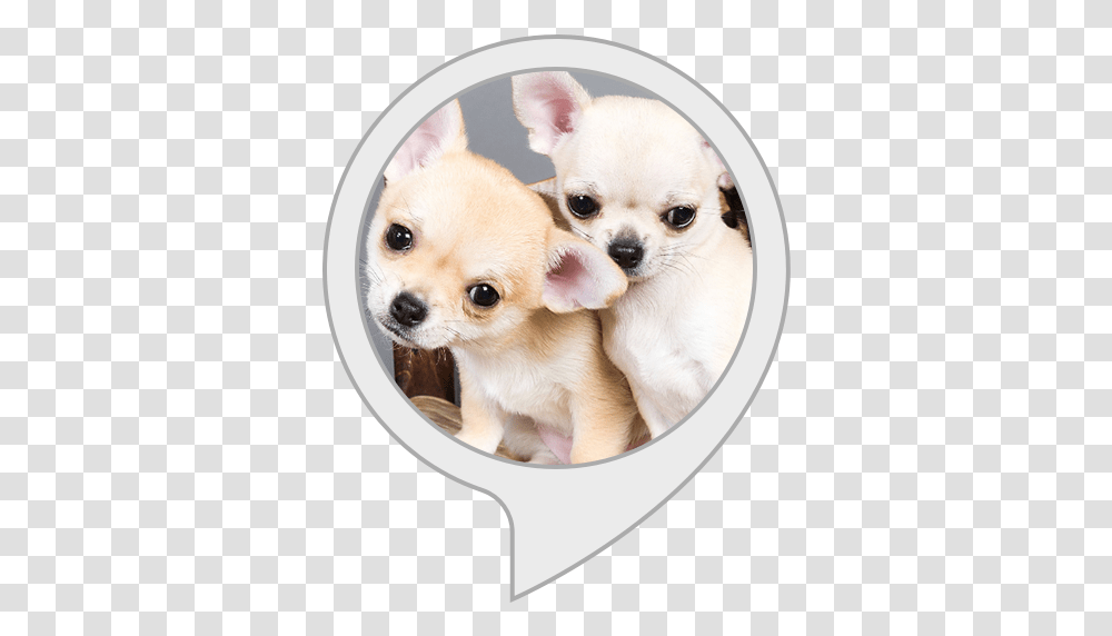 Chihuahua Facts Chihuahua, Puppy, Dog, Pet, Canine Transparent Png