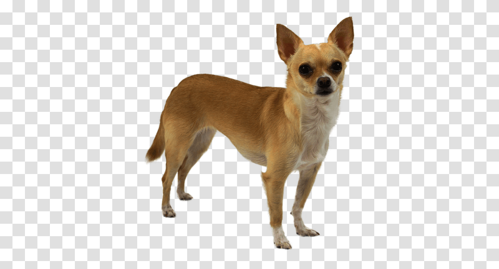 Chihuahua Giant Wolf Stuffed Animal, Dog, Pet, Canine, Mammal Transparent Png