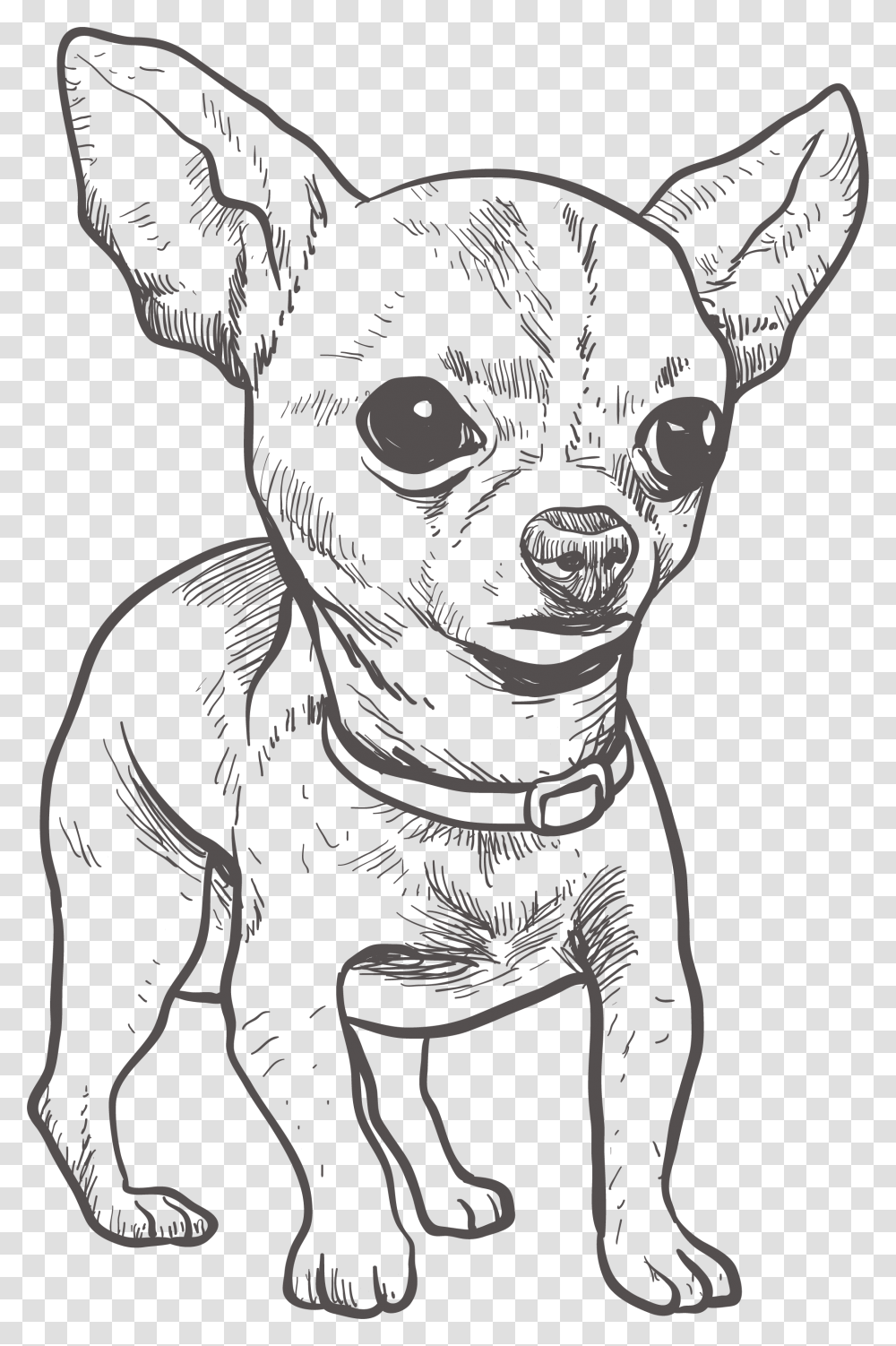 Chihuahua Puppy Drawing Illustration, Pet, Animal, Canine, Mammal Transparent Png