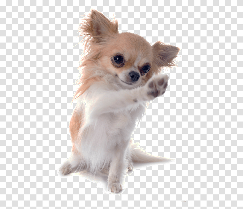 Chihuahua Russell Chinese Breed Dog Imperial Jack Clipart, Pet, Canine, Animal, Mammal Transparent Png
