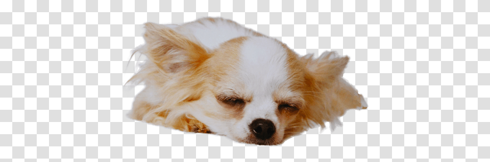 Chihuahua Temperament Character, Dog, Pet, Canine, Animal Transparent Png