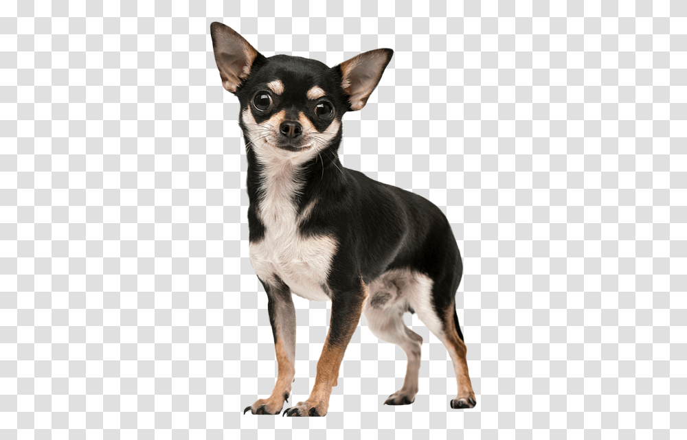Chihuahua Tote Bag Chihuahua Sticker, Dog, Pet, Canine, Animal Transparent Png