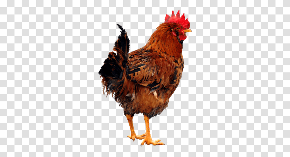 Chiken, Chicken, Poultry, Fowl, Bird Transparent Png