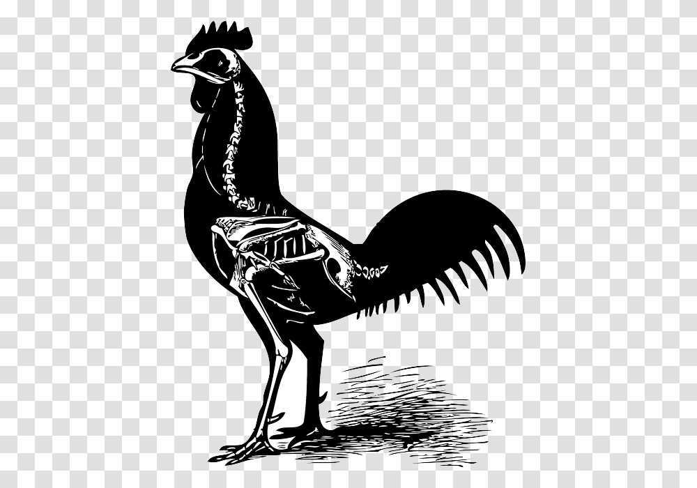 Chiken Chicken Skeleton, Bird, Animal, Silhouette, Flying Transparent Png