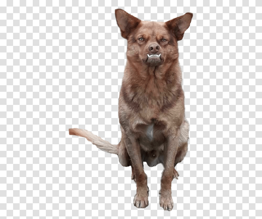 Chilaquil Perro Funny Dog Chilaquil, Pet, Animal, Mammal, Canine Transparent Png