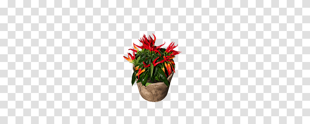 Chili Plant, Flower, Flower Arrangement, Potted Plant Transparent Png