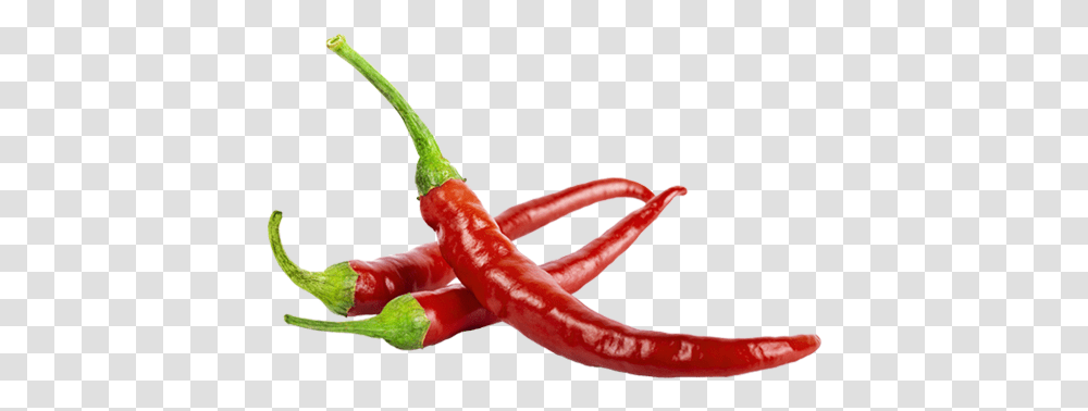 Chili Pepper Memes, Plant, Vegetable, Food, Bell Pepper Transparent Png