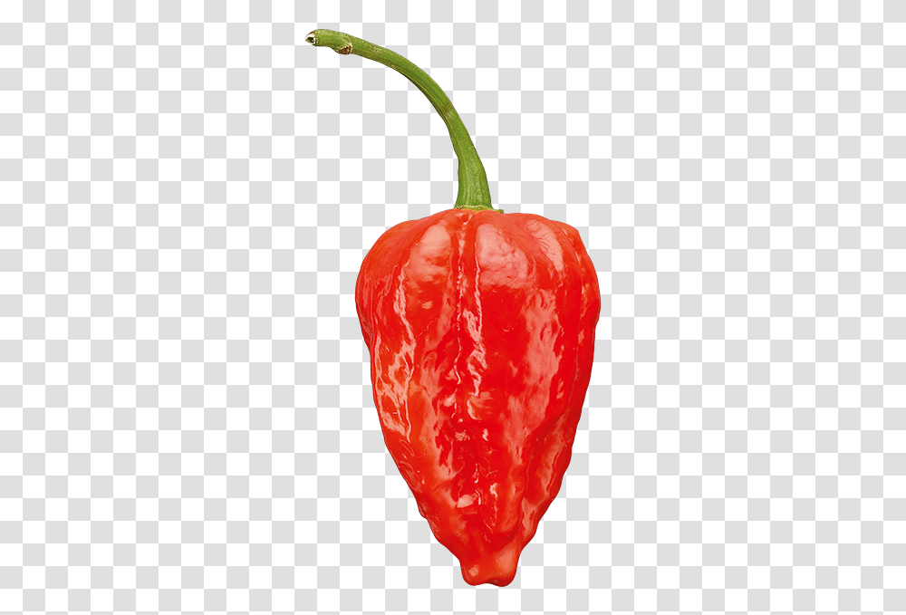 Chili Pepper, Plant, Vegetable, Food, Bell Pepper Transparent Png