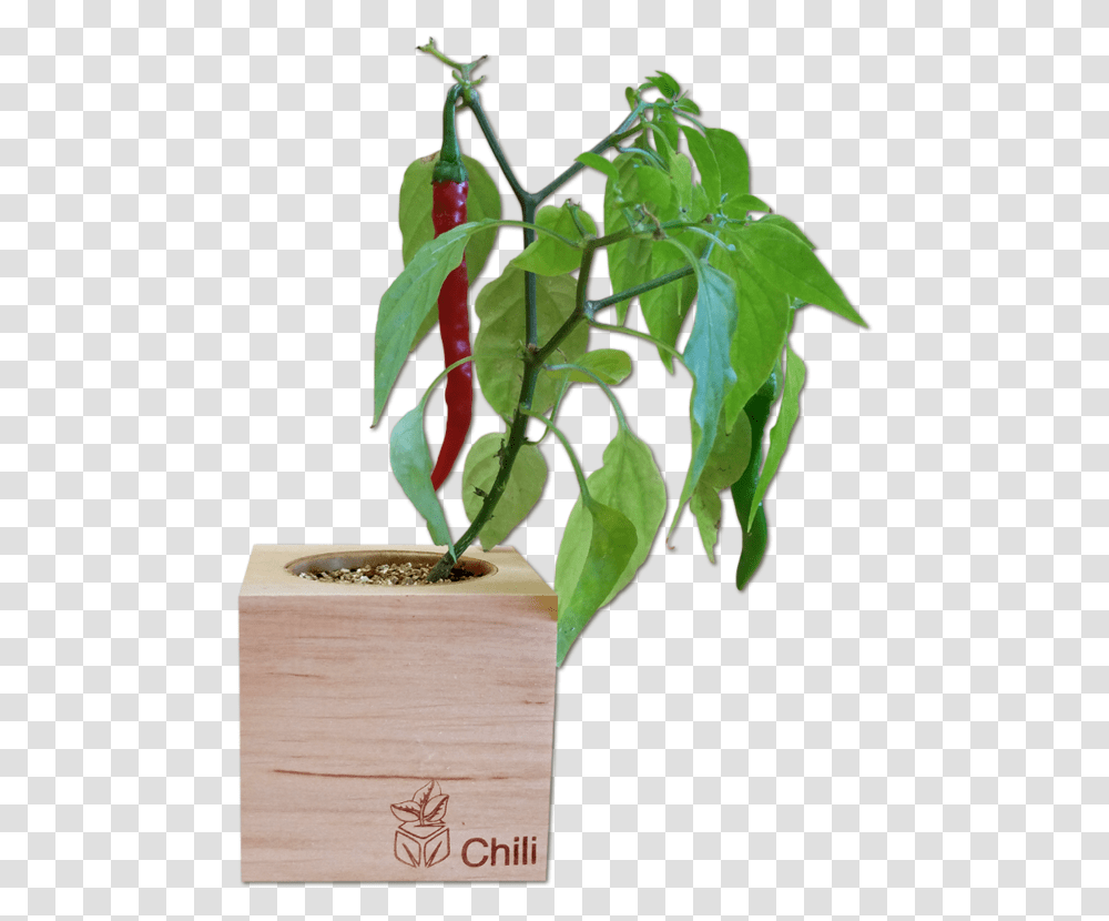 Chili Plant, Flower, Blossom, Leaf, Jar Transparent Png
