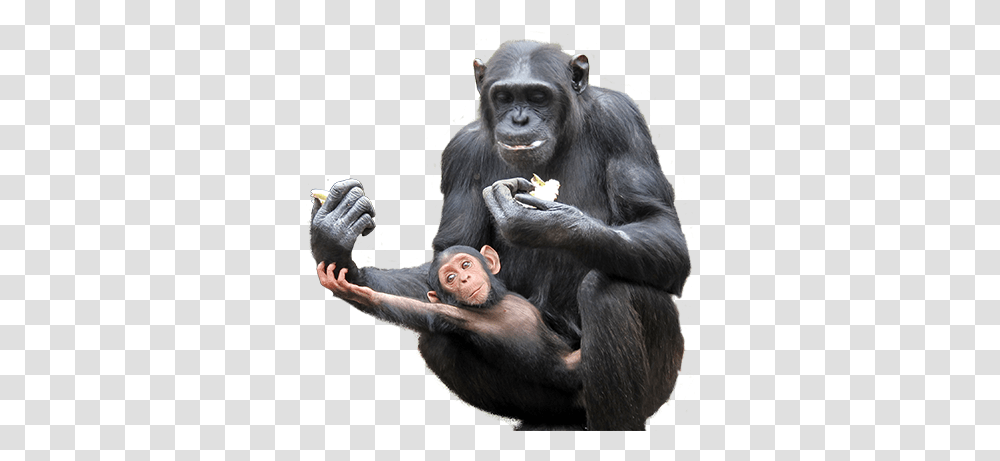 Chimfunshi Chimpanzs, Ape, Wildlife, Mammal, Animal Transparent Png