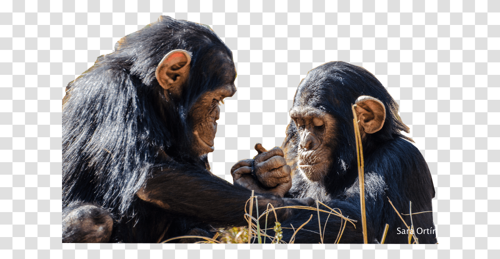 Chimfunshi Gibt Schimpansen In Not Ein Zuhause - Home For Sharing, Ape, Wildlife, Mammal, Animal Transparent Png