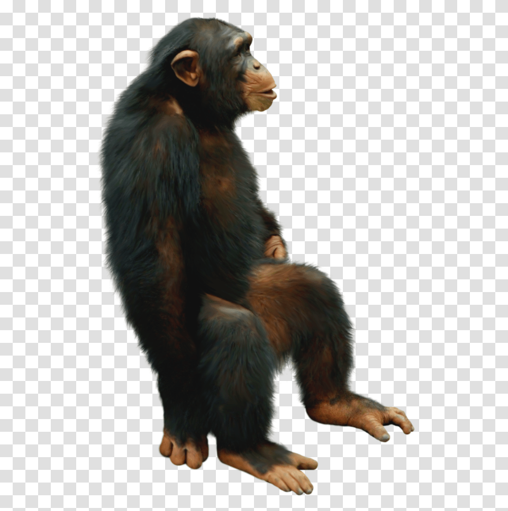 Chimp Chimpanzee Sitting Freetoedit Chimpanzee, Mammal, Animal, Wildlife, Monkey Transparent Png