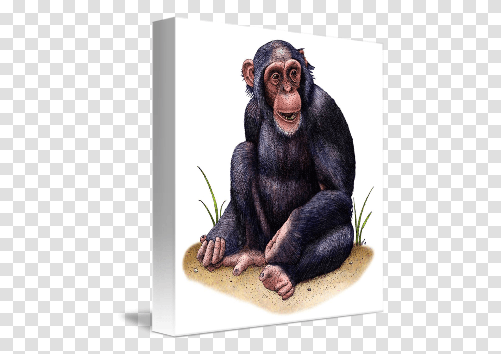Chimp Drawing Christmas Chimpanzee Drawing, Ape, Wildlife, Mammal, Animal Transparent Png