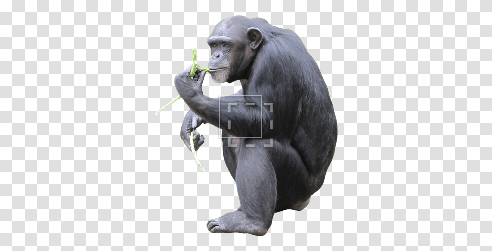 Chimp Eating Macaque, Ape, Wildlife, Mammal, Animal Transparent Png