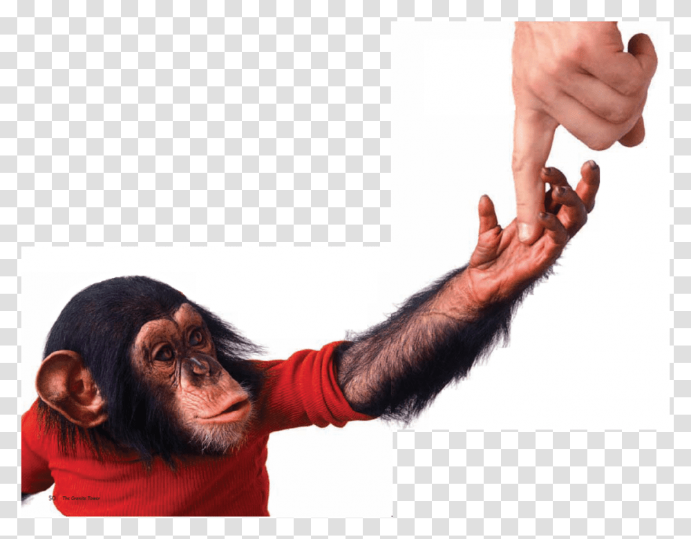 Chimp Project Nim, Person, Human, Hand, Ape Transparent Png