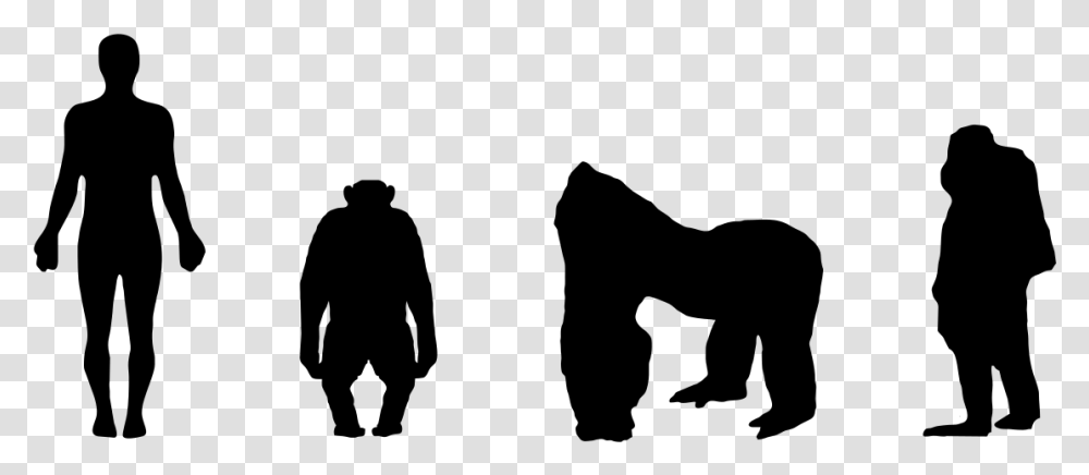 Chimp To Human Silhouette, Gray, World Of Warcraft Transparent Png