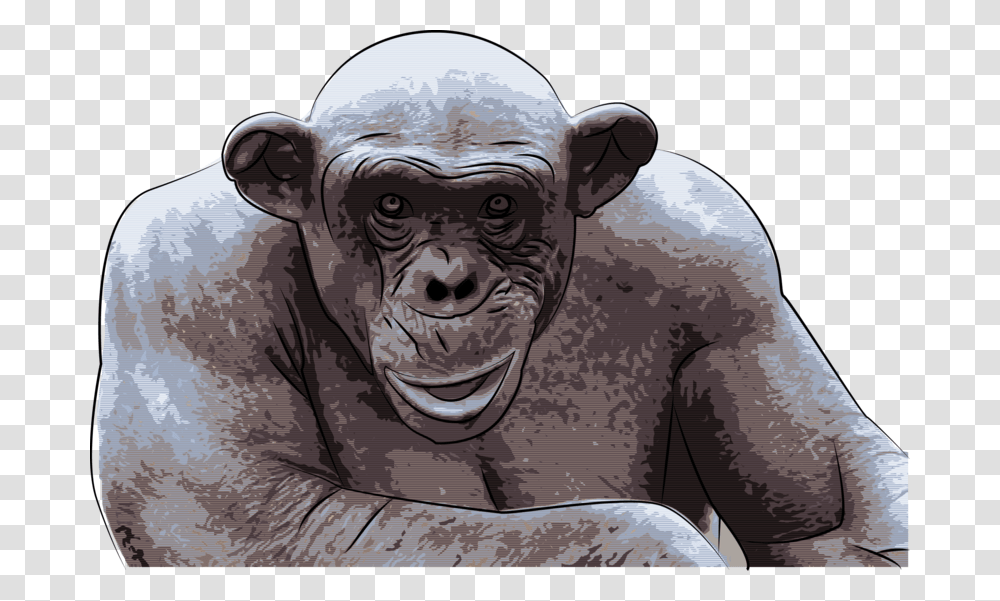 Chimpanzee Ashes Hairless Chimp, Ape, Wildlife, Mammal, Animal Transparent Png
