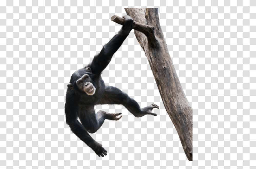Chimpanzee Chimpanzee Swinging In Tree, Ape, Wildlife, Mammal, Animal Transparent Png