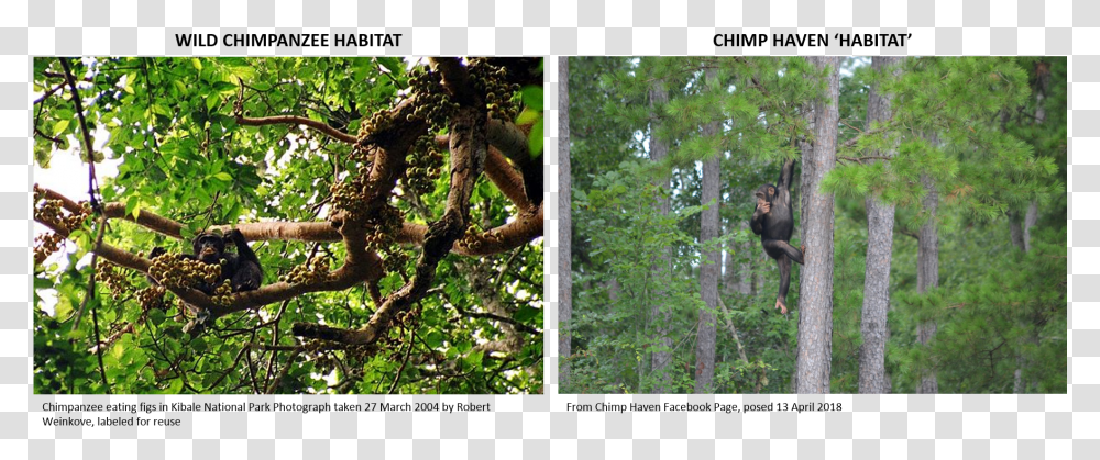 Chimpanzee Eating, Collage, Poster, Advertisement, Animal Transparent Png